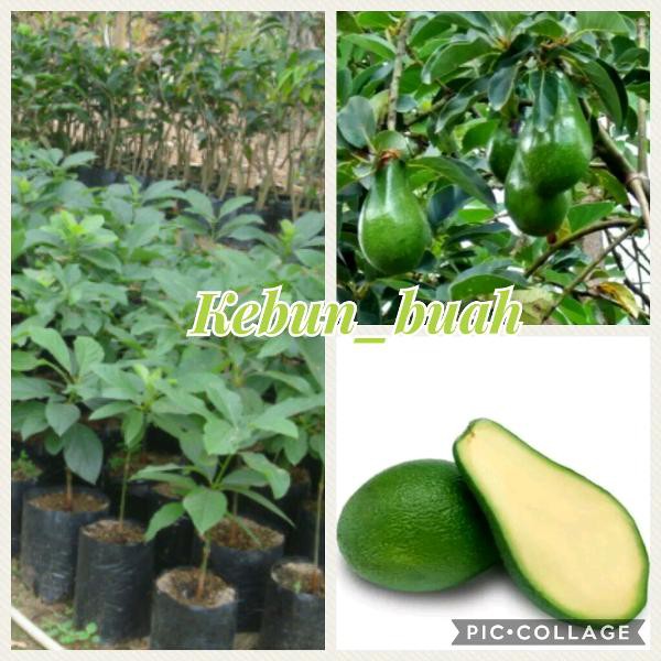 Bibit buah alpukat tanpa biji