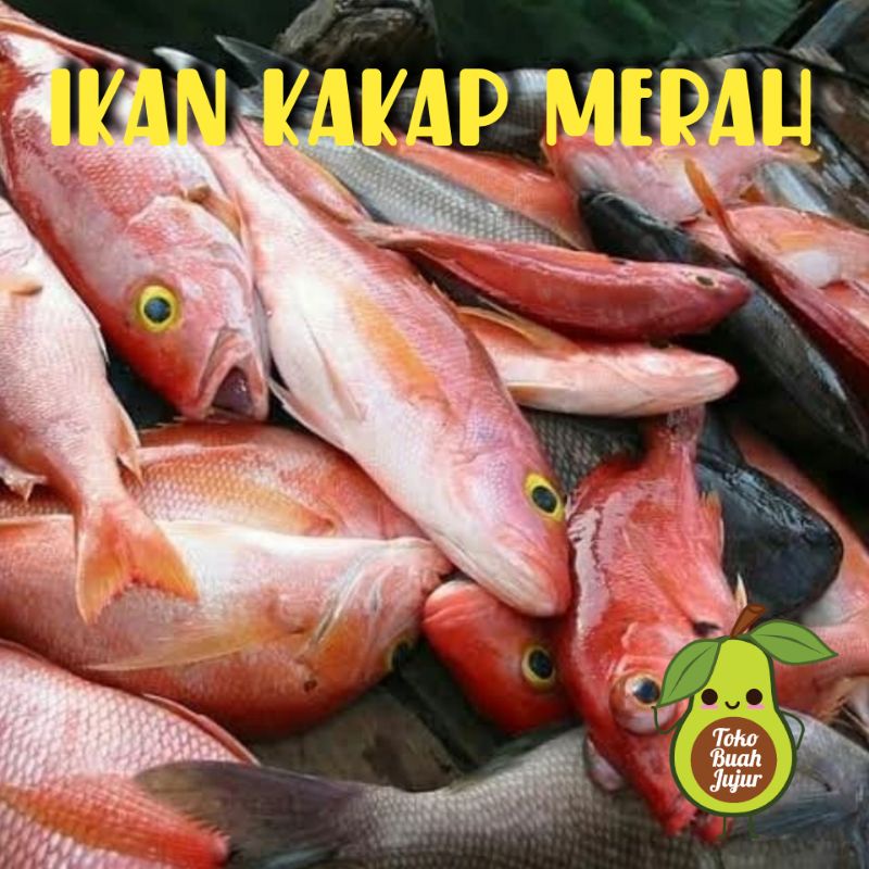 

IKAN KAKAP MERAH FRESH 1Kg