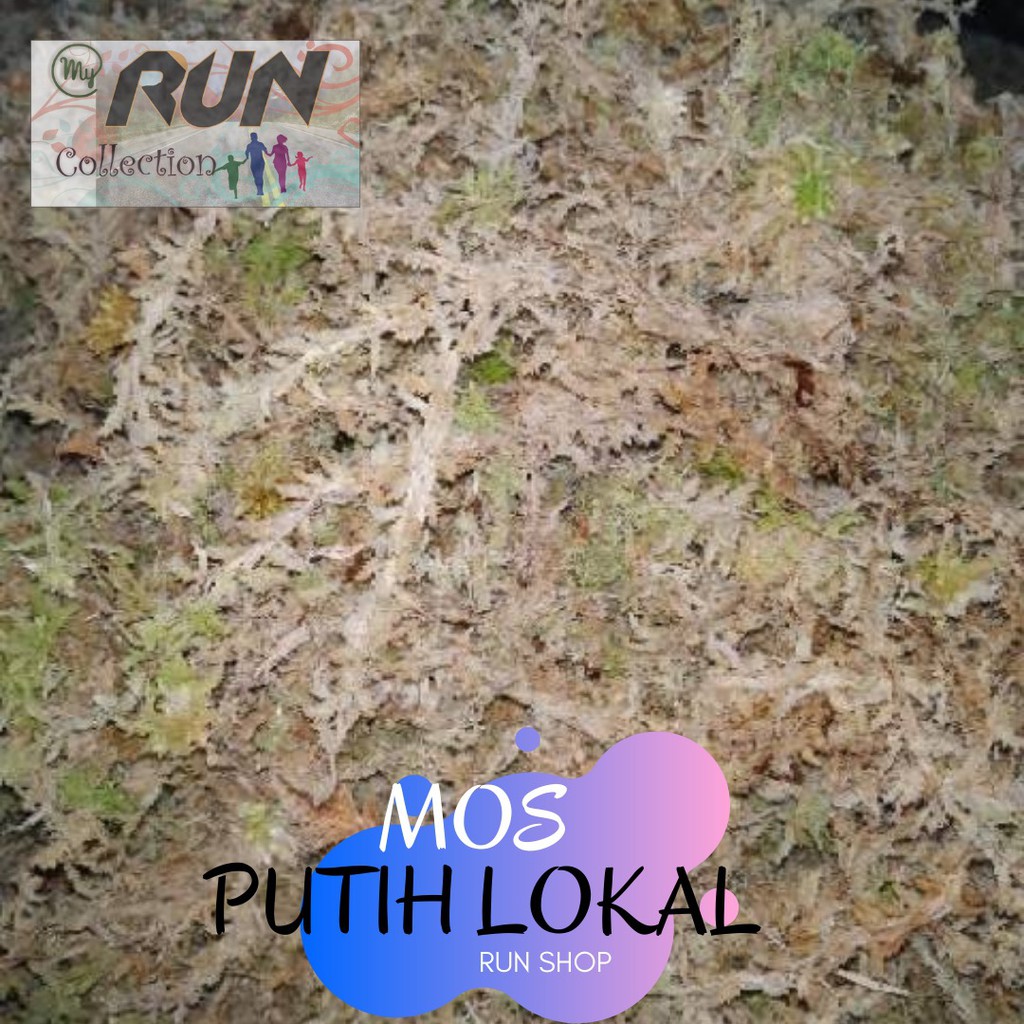 175gr Mos Spagnum Moss Putih Lokal Media Tanam Anggrek