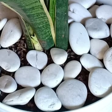 Batu Koral Putih Kupang 10 KG