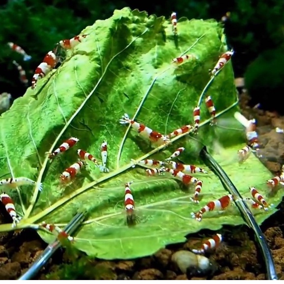 DADAP LEAVES SHRIMP DAUN PAKAN MAKANAN UDANG HIAS AQUARIUM AQUASCAPE