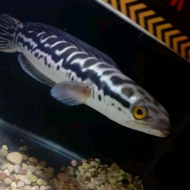 

BISA COD Ready Stock!! Ikan Gabus Toman-Channa Micropoltes Babye (Gosend)