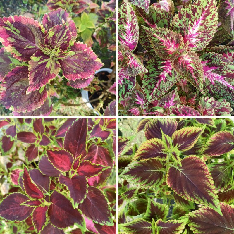 Miana Premium Import 1