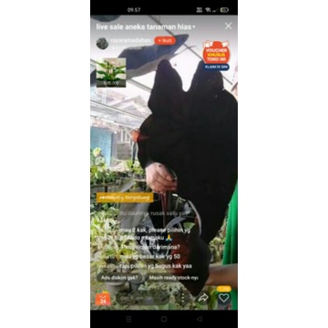 tanaman hias keladi black magic jumbo