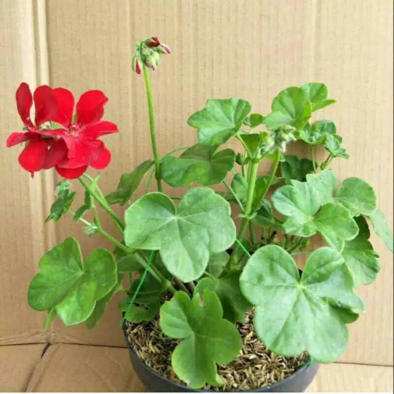 tanaman geranium merah