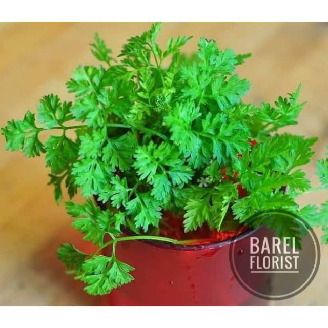 Tanaman Herbal Parsley Shopee Indonesia