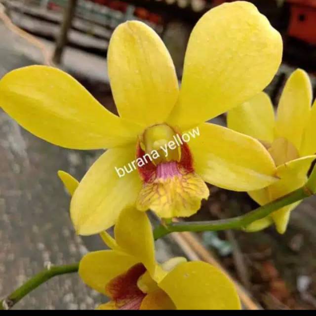 Anggrek Dendrobium kuning Burana Yellow Dewasa
