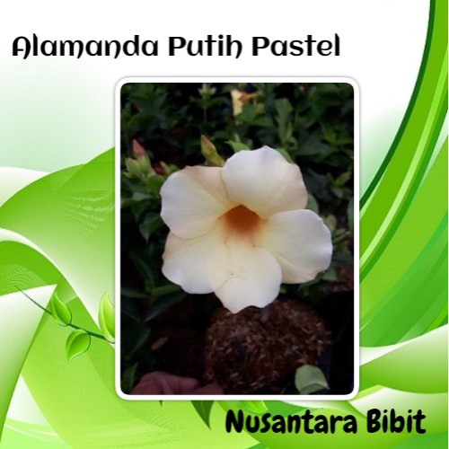 Bibit Bunga Alamanda Putih Pastel Shopee Indonesia