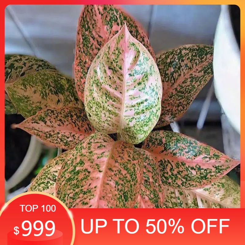 Bonggol Aglonema Orange Stardust | Bonggol indukan