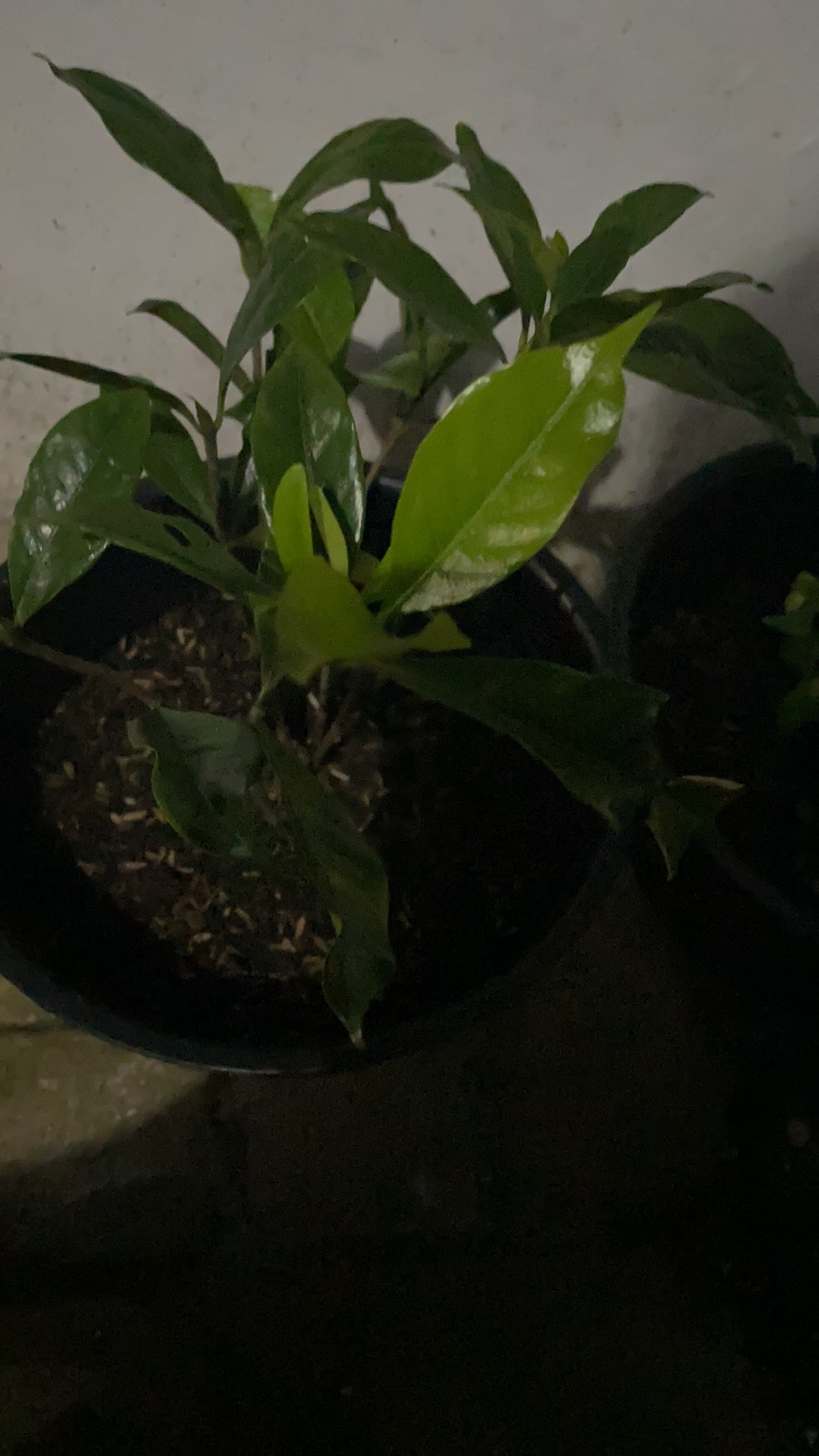 Tanaman Bunga Melati Kaca Piring Bunga Besar Wangi Pecah Piring