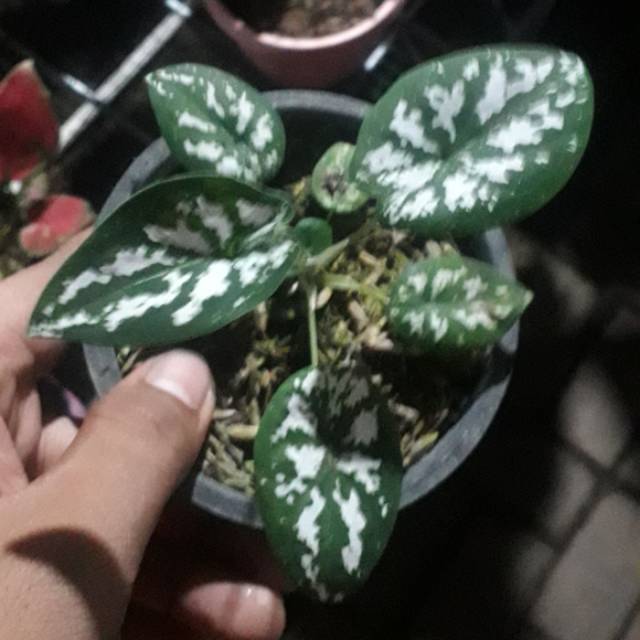 Tanaman hias bunga kladi liliput