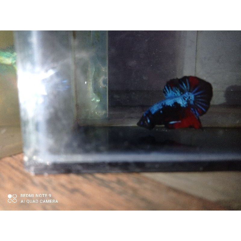 cupang avatar gordon