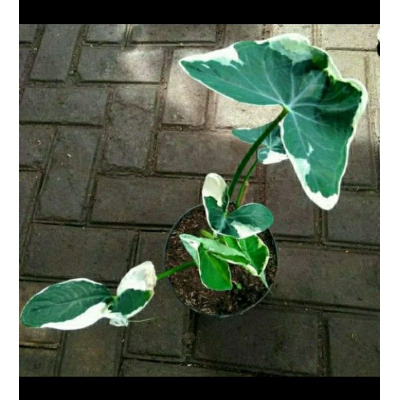 tanaman hias KELADI TIKUS/ KANTONG SEMAR VARIGATA / CALADIUM/ BIBIT TANAMAN HIAS