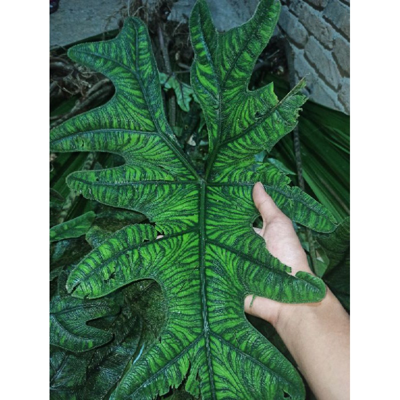 bonggol besar Alocasia jacklyn (alocasia sp sulawesi)