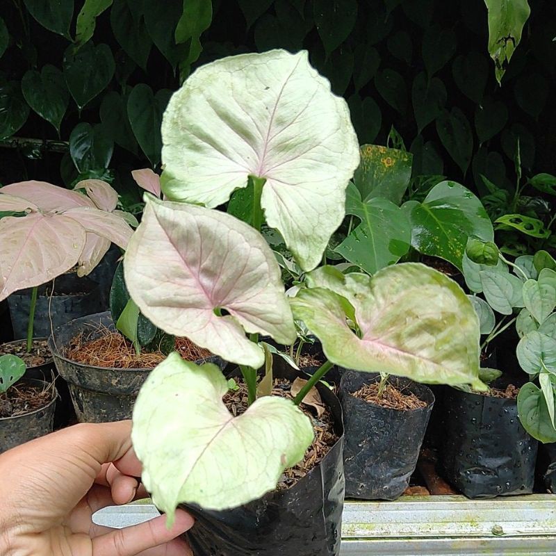 syngonium podophyllum mango allusion, syngonium pink, syngonium roxana