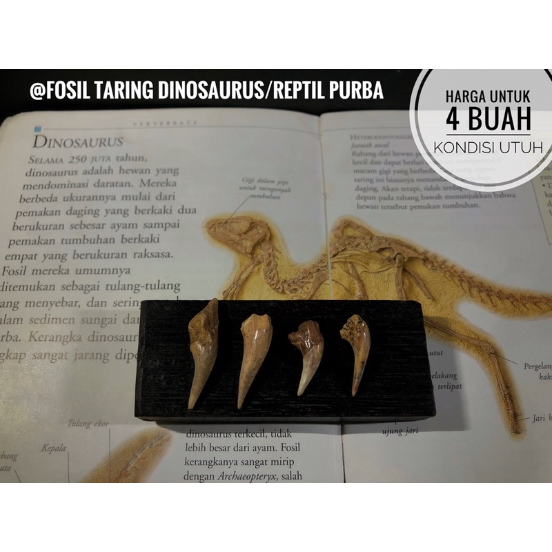 Fosil Gigi Velociraptor atau Fosil Taring Reptil Purba atau Fosil Gigi Dino