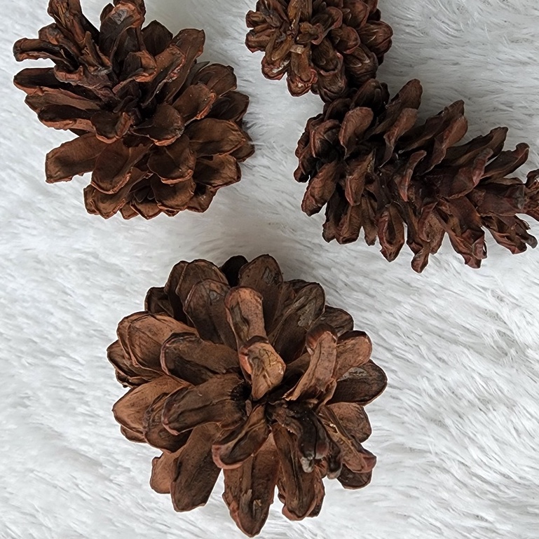 Biji pinus Pine Cone Mainan gigit hewan Hamster Kelinci Chew Pet Toy Bunga pinus Dekorasi pinecone