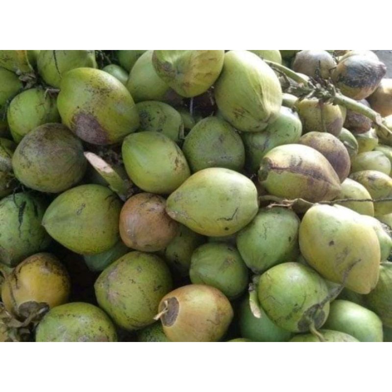 

Korzaln Degan Kelapa Muda Bu Lia Surabaya (Buah Utuh) Bisa Request