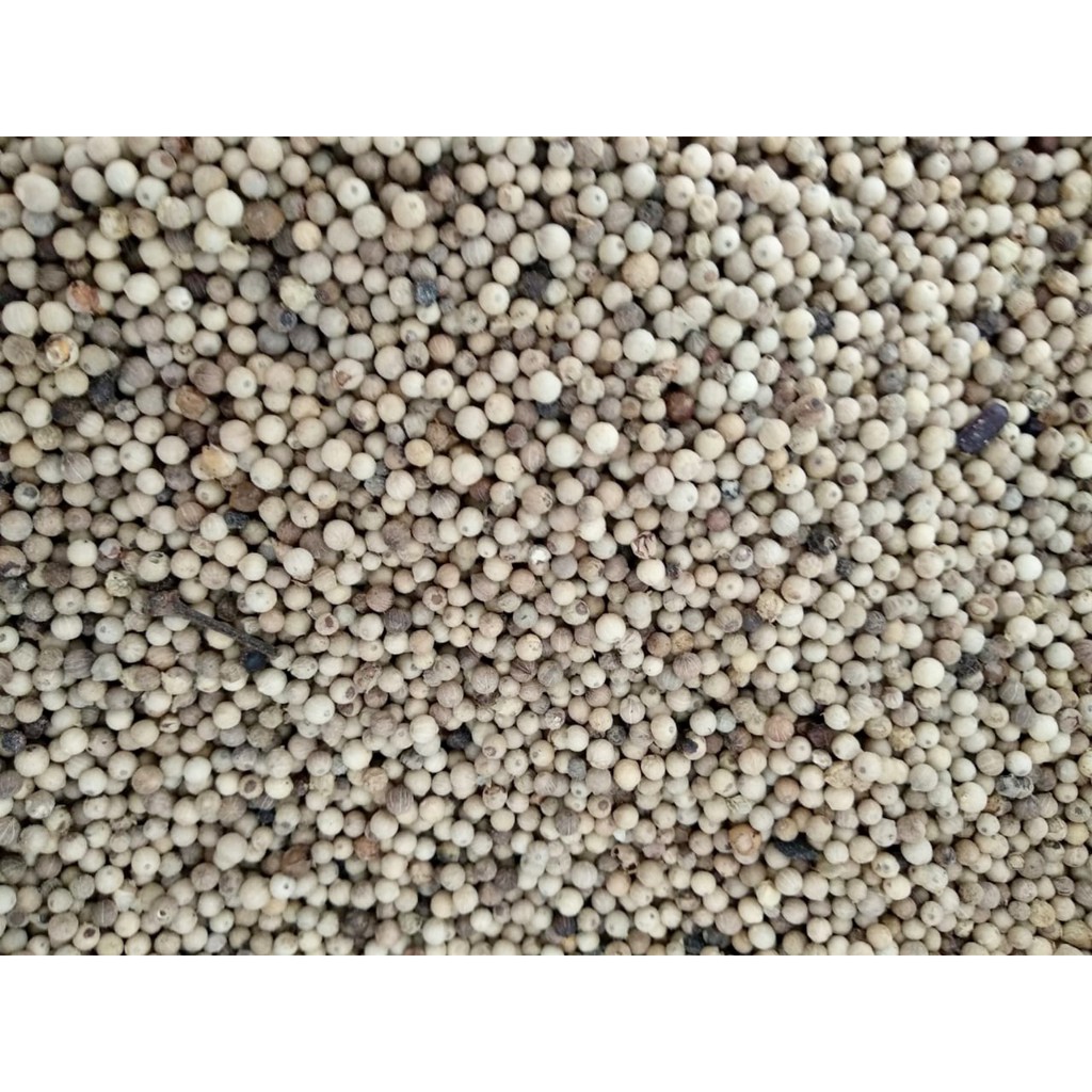 

Merica / Sahang / Lada Putih 1 KG Kualitas Super Fresh