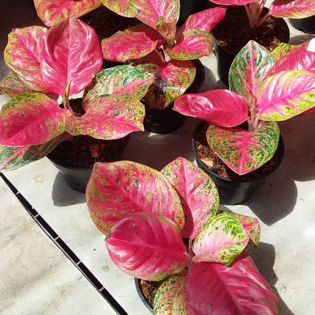 Bibit aglonema wulandari