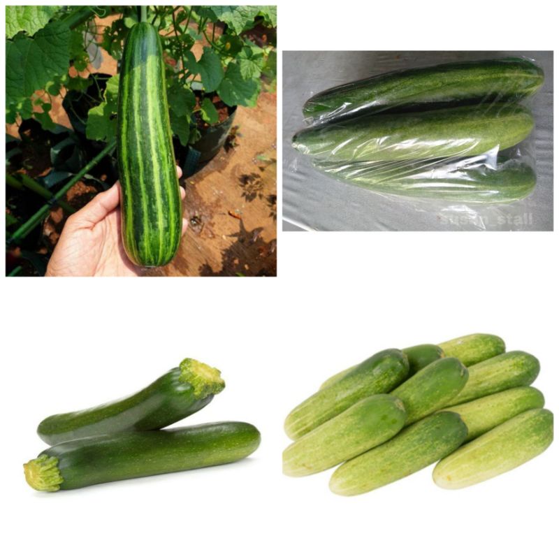 

[Sayur Segar Semarang] Timun sayur / timun Lalap /zucchini / krai