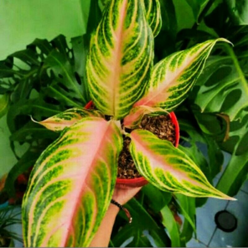 PROMO // Tanaman hias Aglonema pink sunset-Tanaman hias-Aglonema pink sunset-Pink sunset PROMO Aglo