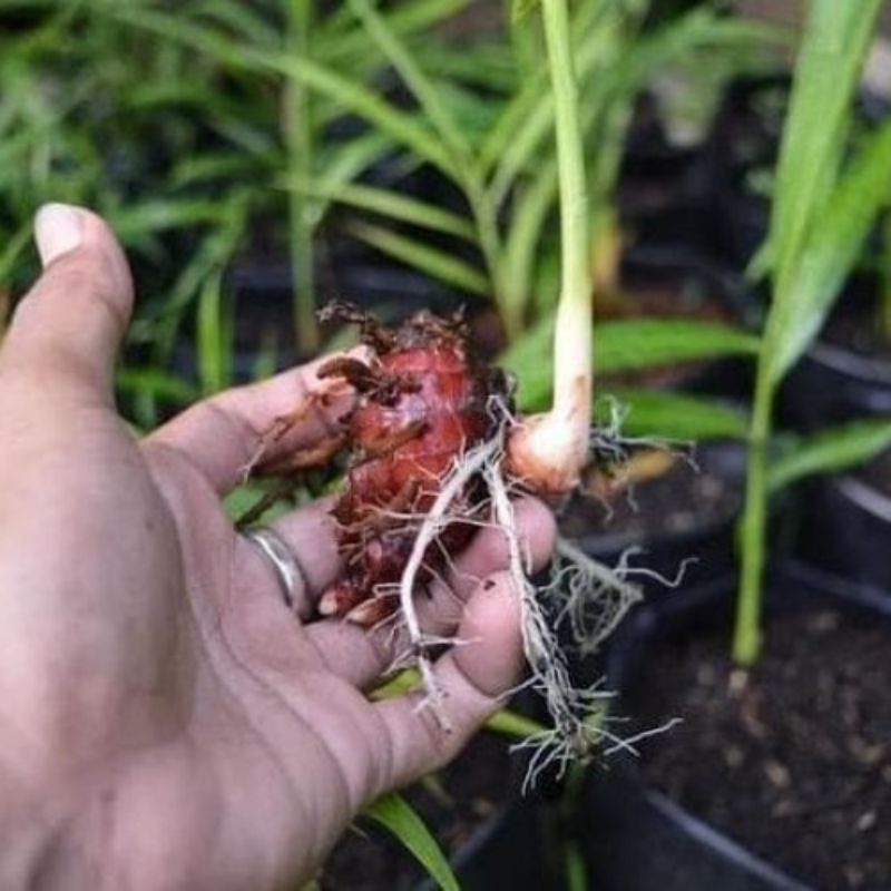 Jahe Merah Bibit Jahe Merah