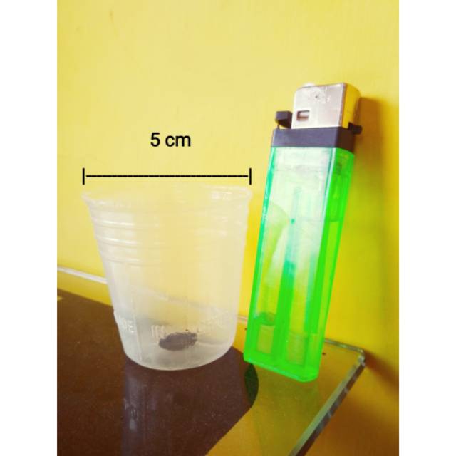 Pot plastik flexibel bening kecil ukuran seedling 5 cm isi Pot plastik flexibel bening kecil ukuran seedling 5 cm isi