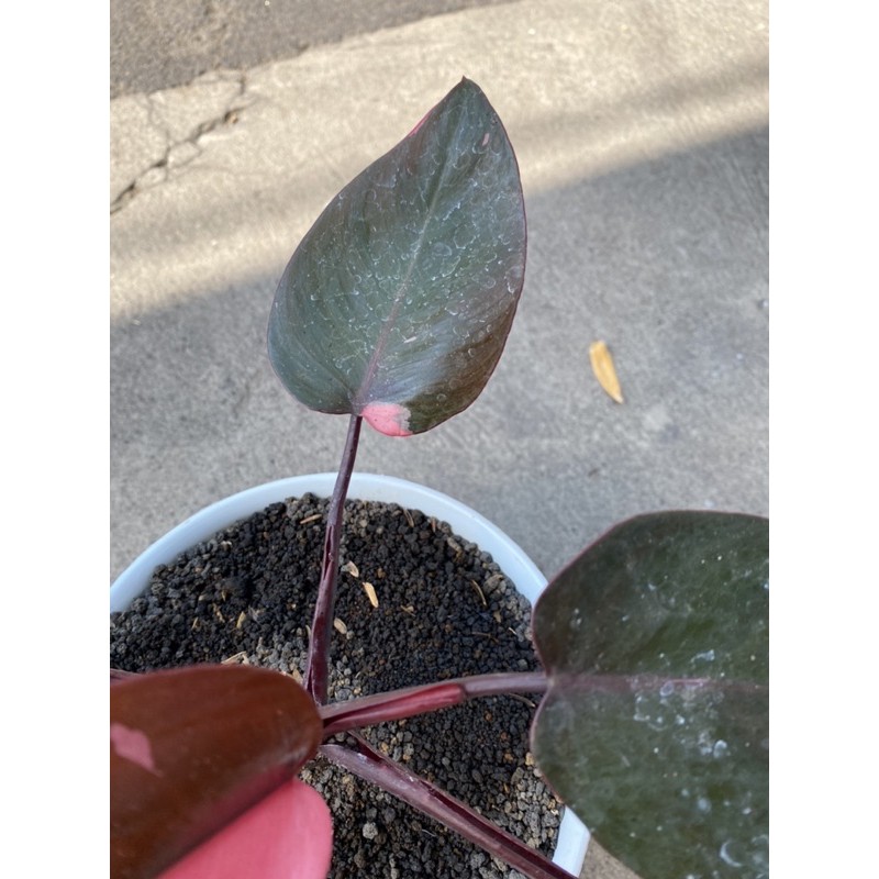 Philodendron Pink Princess - Real Pic