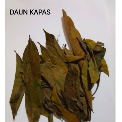 

DAUN KAPAS KERING/GELEMPUNG JAMU MURAH-50 GRAM