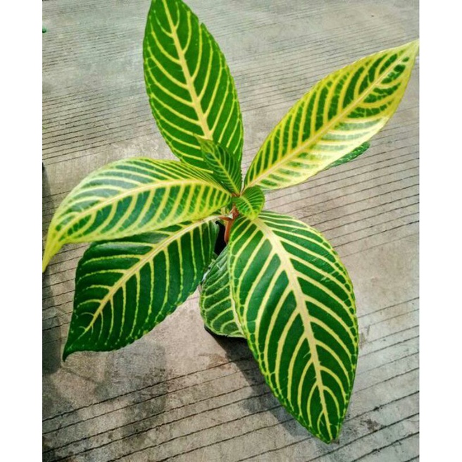 Tanaman Hias Aphelandra Kuning