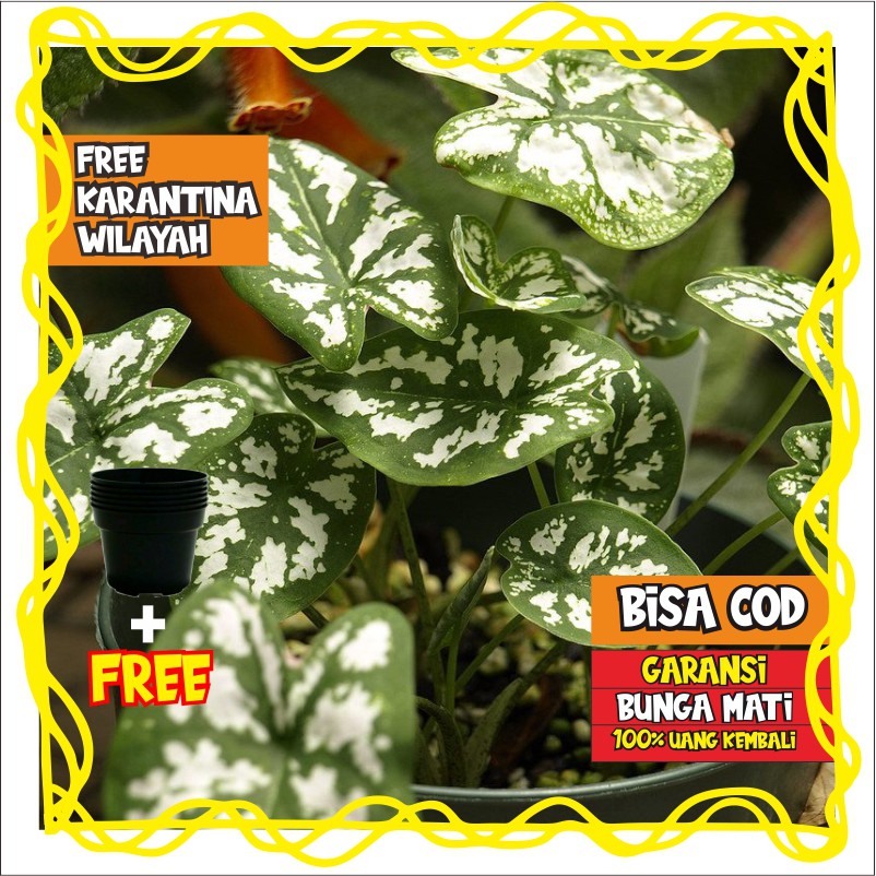 TANAMAN BUNGA HIAS KELADI MINI LILIPUT HIDUP SEGAR HIASAN MEJA RUMAH KAMAR RUANG TAMU GANTUNG MURAH