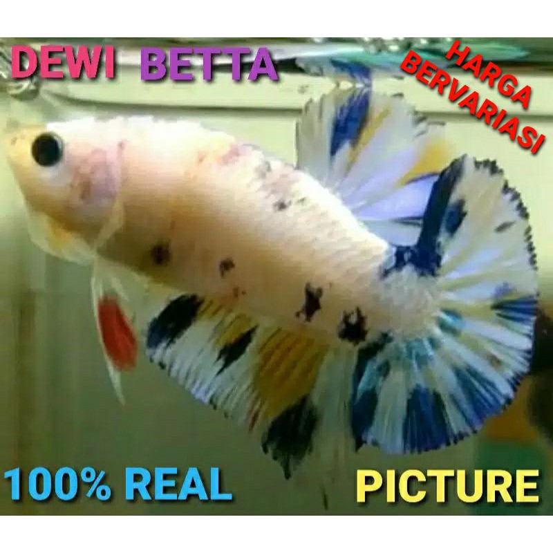 Betta fish/ikan cupang jenis plakat marble /fancy /koi/nemo/blue rim/avatar  jantan