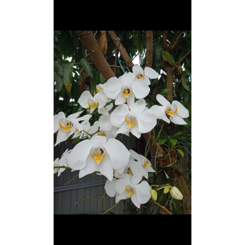 phalaenopsis amabilis