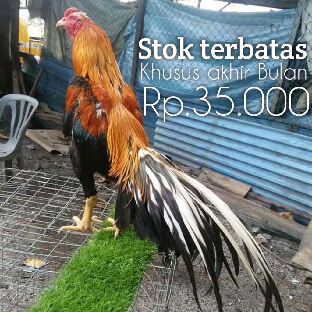 Harga Ayam Bangkok Ekor Lidi Terbaru Agustus 2021 Biggo Indonesia