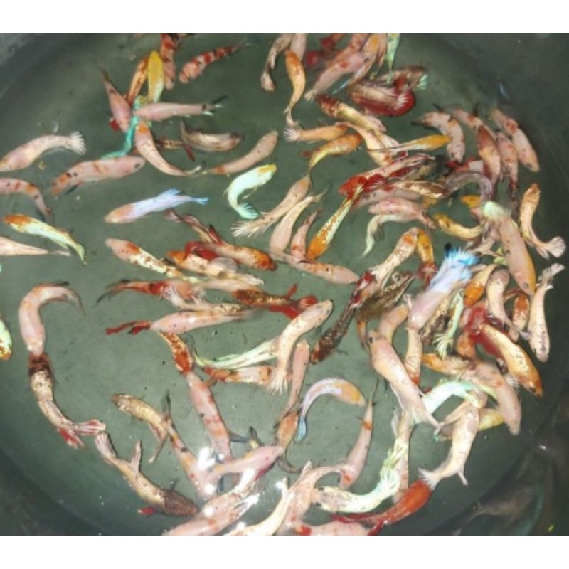 RedKoi Halfmoon Cooper//RealVideo