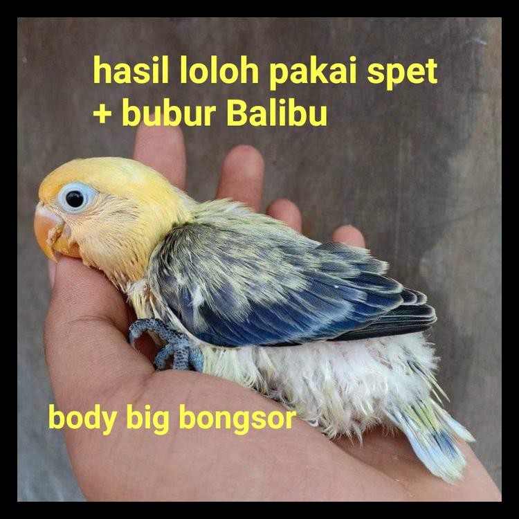 Spet Suntikan Lolohan Lovebird Loloh Spuit Labet Anak Burung Bermutu
