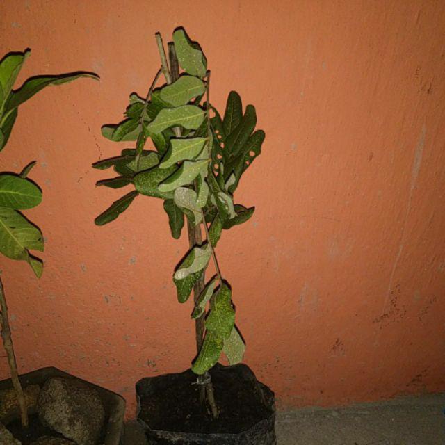 Tanaman Kelengkeng Pingpong (tinggi 40-60 Cm)