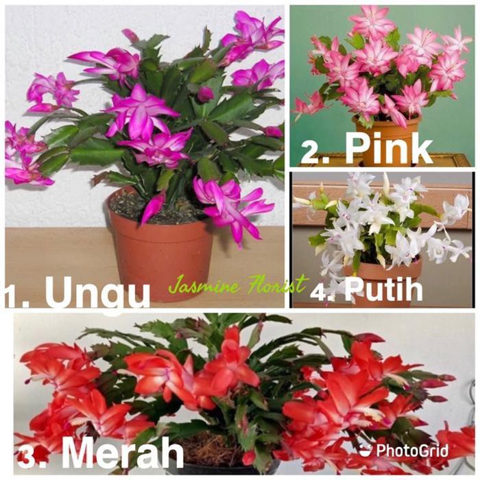 Paket tanaman hias wijaya kusuma kepiting 4 pcs + bonus pupuk Npk