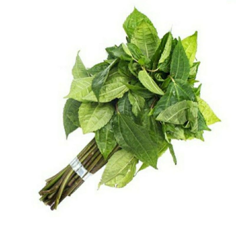 

Daun pohpohan lalapan 1ikat