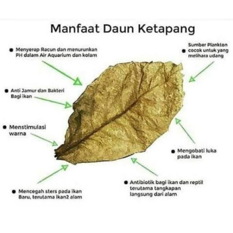 

Ketapang laut olahan kering