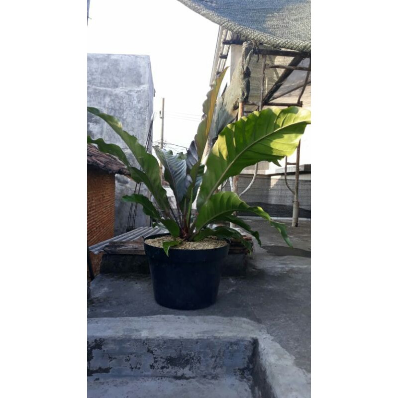 indukan hokeri merah anggur dan hokeri hitam