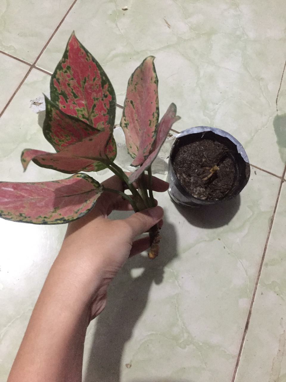 Tanaman Hias Aglonema Red Anja / Red Anjamani / Red Aglonema