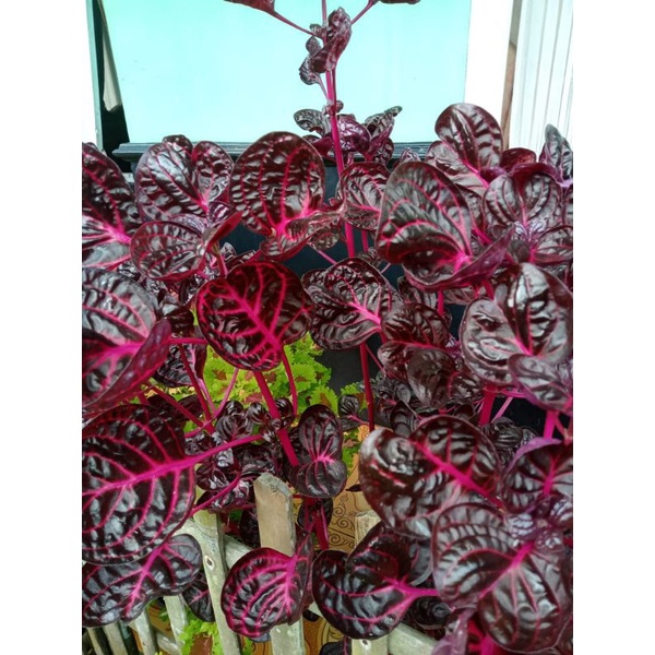 BUNGA MIANA BAYAM DAUN MERAH/MANGKOK CANTIK ANTIKAOLLSHOP