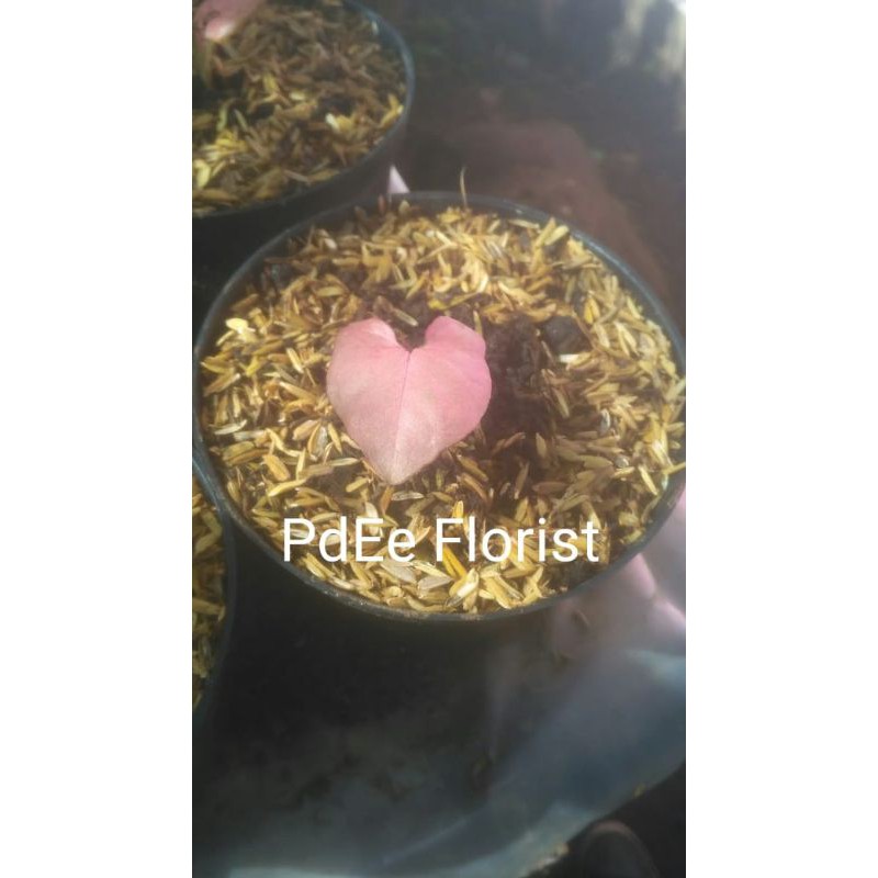 Syngonium Pink Allusion