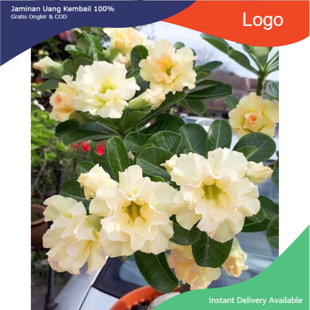 adenium bunga tumpuk kembang(kuning)| Tanaman Hias hidup adenium Bonggol Jumbo /kemboja/benih kamboj