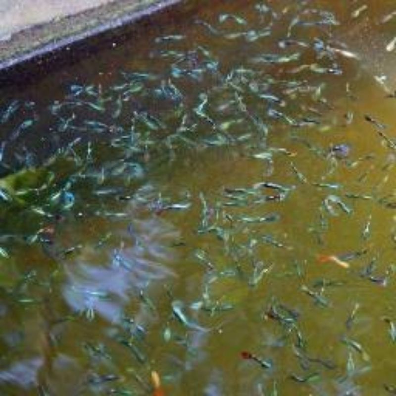 ikan Guppy betina cobra