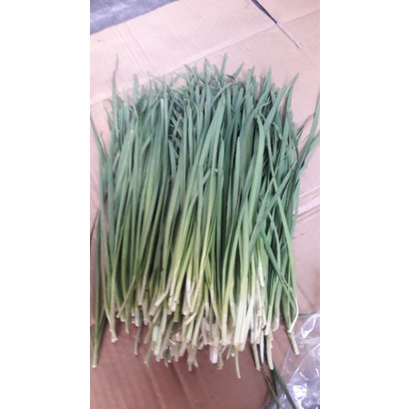 

daun pocae 500grm