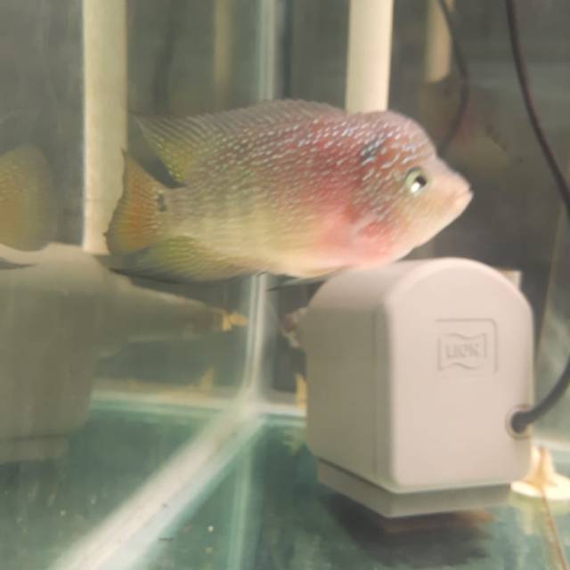 Ikan Louhan/lohan kamfa F2 x golden base ukuran 8-10 cm