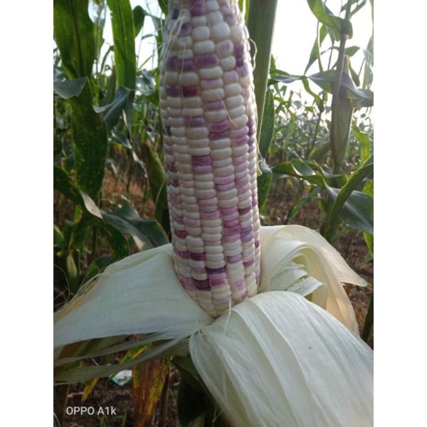 jagung pulut/jagung ketan